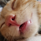 sleeping cat